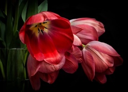 Bukiet rozwiniętych tulipanów w szklanym wazonie