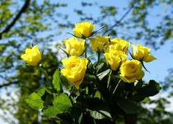 Bukiet żółtych róż w słońcu