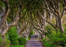 Irlandia Północna, Hrabstwo Antrim, Aleja Dark Hedges, Droga, Drzewa, Buki