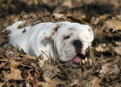 Buldog angielski, Liście