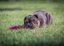 Leżący, Pies, Szczeniak, Buldog angielski, Trawa