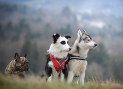 Buldog francuski, border collie i siberian husky obserwują teren