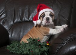 Buldog francuski na fotelu w czapce Mikołaja