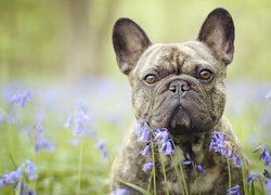 Pies, Buldog francuski, Kwiaty, Cebulica