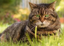 Bury kot leżący na trawie w zbliżeniu