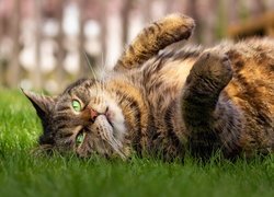 Bury kot na trawie