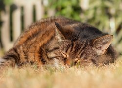 Bury kot śpiący w trawie