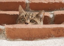 Bury kot spogląda zza cegieł