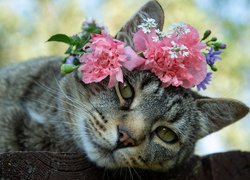 Bury kot z kwiatami