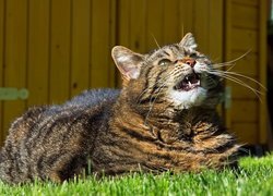 Bury kot z otwartym pyszczkiem na trawie