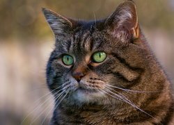 Bury kot z zielonymi oczyma