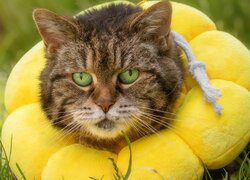 Bury kot z żółtą poduszką