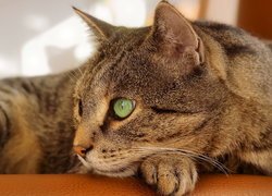 Bury zielonooki kot leżący na kanapie