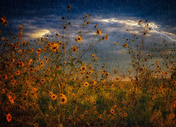 Burza z piorunami i deszczem nad łąka porośniętą żółtymi kwiatami