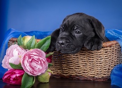 Cane corso leży w koszyczku obok bukietu piwonii