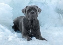 Grafitowy, Pies, Cane corso, Lód