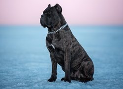 Cane corso siedzący na lodzie