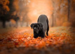 Czarny, Pies, Cane corso, Park, Liście, Jesień