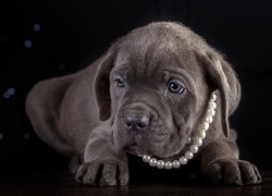 Cane Corso, Korale