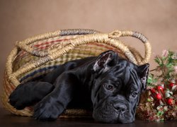 Czarny, Pies, Cane Corso, Szczeniak, Koszyk