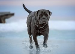 Grafitowy, Pies, Cane corso, Woda