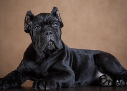 Czarny, Pies, Szczeniak, Cane Corso