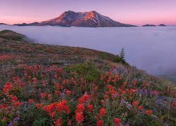 Stany Zjednoczone, Stan Waszyngton, Góry Kaskadowe, Wulkan Mount St. Helens, Łąka, Kwiaty, Castilleja, Łubin, Góry, Mgła