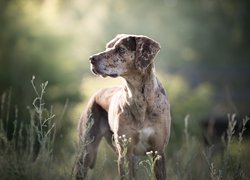 Catahoula leopard dog pośród roślin