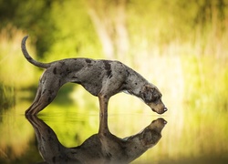 Catahoula leopard dog