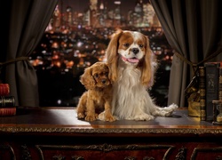 Psy, Cavalier king charles spaniel, Cocker spaniel angielski, Szczeniak, Okno, Miasto, Noc
