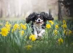 Cavalier king charles spaniel pośród żonkili