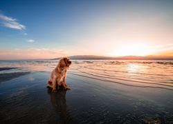 Cavalier King Charles spaniel, Morze, Wschód słońca