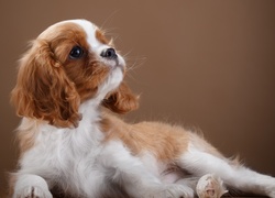 Cavalier king charles spaniel spogląda w górę