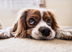 Cavalier king charles spaniel szczeniak