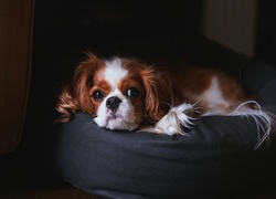 Cavalier king charles spaniel ułożył się wygodnie na pufie