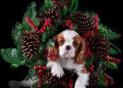 Cavalier king charles spaniel w świątecznym wieńcu