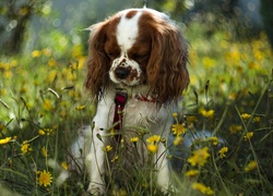 Cavalier king charles spaniel wśród kwiatów