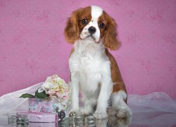 Cavalier king charles spaniel ze smutną miną