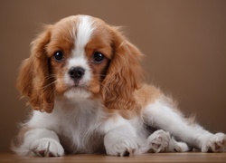 Cavalier King Charles spaniel, Szczeniaczek