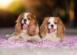 Dwa, Psy, Cavalier king charles spaniel, Wystawione, Języki