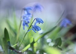 Niebieskie, Cebulice syberyjskie, Kwiaty