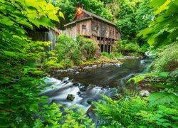 Młyn, Cedar Creek Grist Mill, Rzeka, Drzewa, Las, Woodland, Stan Waszyngton, Stany Zjednoczone