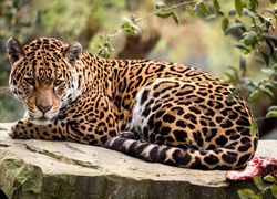Cętkowany jaguar na kamieniu