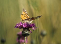 Chaber driakiewnik, Fioletowy, Kwiat, Motyl