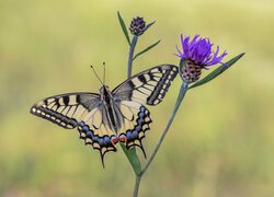 Motyl, Paź królowej, Kwiat, Chaber łąkowy