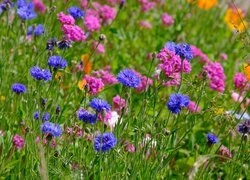 Chabry i kolorowe polne kwiaty na łące