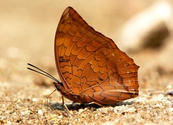 Charaxes marmax z rodziny rusałkowatych na piasku