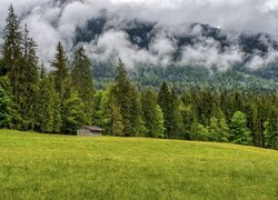 Las, Drzewa, Chata, Mgła, Góry, Polana