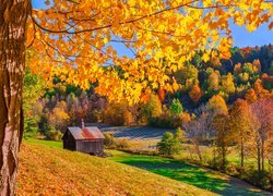 Stany Zjednoczone, Stan Vermont, Pomfret, Drzewa, Jesień, Pole, Chatka