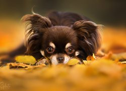 Chihuahua długowłosa na jesiennych liściach